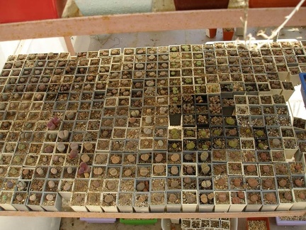 Коллекция Натальи Эллис  (Одесса)