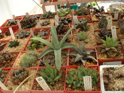 Коллекция Натальи Эллис  (Одесса)