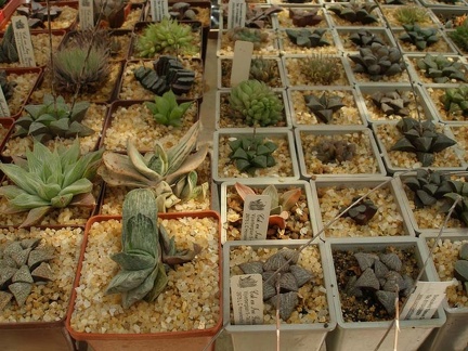 Коллекция Натальи Эллис  (Одесса)