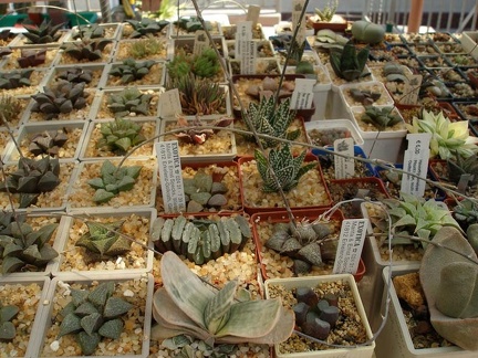 Коллекция Натальи Эллис  (Одесса)