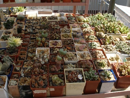 Коллекция Натальи Эллис  (Одесса)