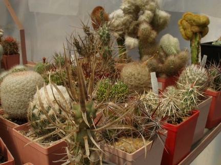 Коллекция Натальи Эллис  (Одесса)