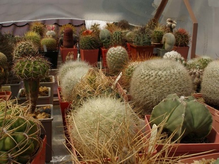 Коллекция Натальи Эллис  (Одесса)