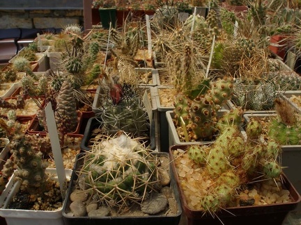 Коллекция Натальи Эллис  (Одесса)