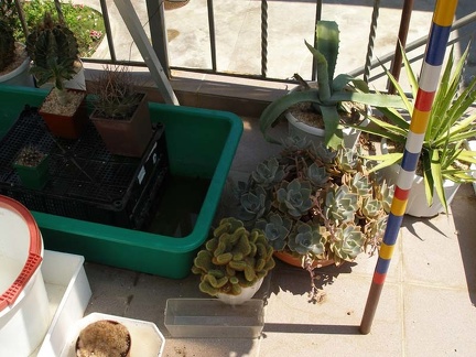 Коллекция Натальи Эллис  (Одесса)