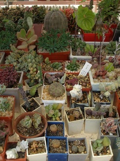 Коллекция Натальи Эллис  (Одесса)