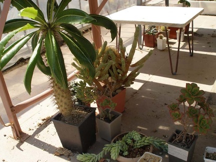 Коллекция Натальи Эллис  (Одесса)