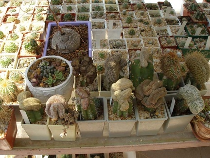 Коллекция Натальи Эллис  (Одесса)