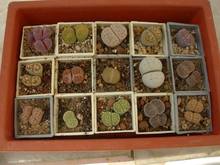 Коллекция Натальи Эллис  (Одесса)