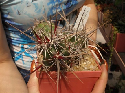 Коллекция Натальи Эллис  (Одесса)