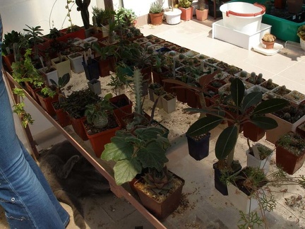 Коллекция Натальи Эллис  (Одесса)