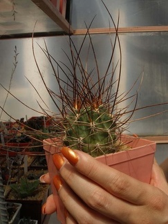 Коллекция Натальи Эллис  (Одесса)