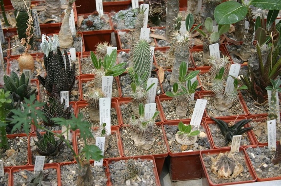 Коллекция О.В. Ильяшенко  (Донецк)