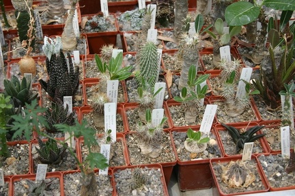 Коллекция О.В. Ильяшенко  (Донецк)