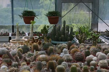 Коллекция О.В. Ильяшенко (Донецк)