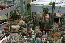 Коллекция О.В. Ильяшенко (Донецк)