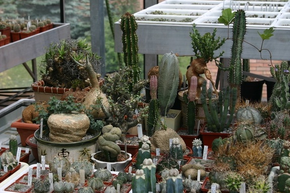 Коллекция О.В. Ильяшенко  (Донецк)