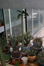 Коллекция О.В. Ильяшенко  (Донецк)