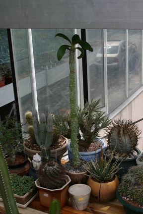 Коллекция О.В. Ильяшенко  (Донецк)