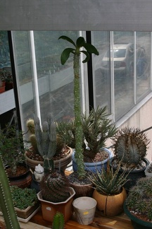 Коллекция О.В. Ильяшенко  (Донецк)