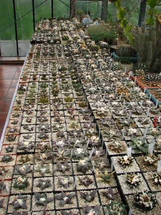 Коллекция О.В. Ильяшенко  (Донецк)