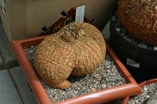 Коллекция О.В. Ильяшенко  (Донецк)