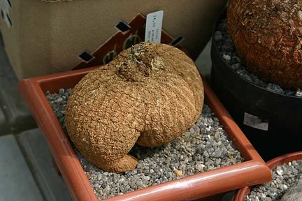 Коллекция О.В. Ильяшенко  (Донецк)