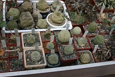 Коллекция О.В. Ильяшенко  (Донецк)