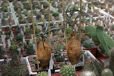 Коллекция О.В. Ильяшенко  (Донецк)