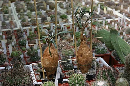 Коллекция О.В. Ильяшенко  (Донецк)