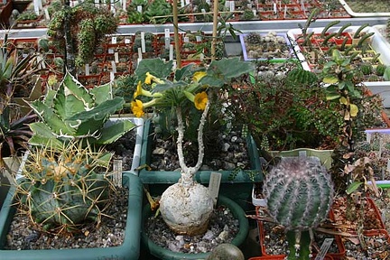 Коллекция О.В. Ильяшенко  (Донецк)