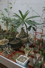 Коллекция О.В. Ильяшенко  (Донецк)