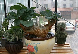 Коллекция О.В. Ильяшенко  (Донецк)