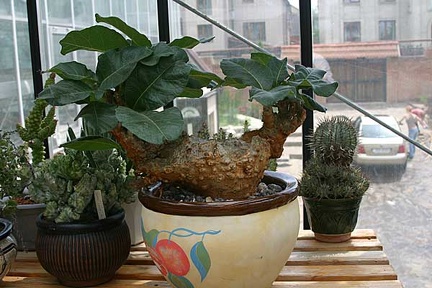 Коллекция О.В. Ильяшенко  (Донецк)