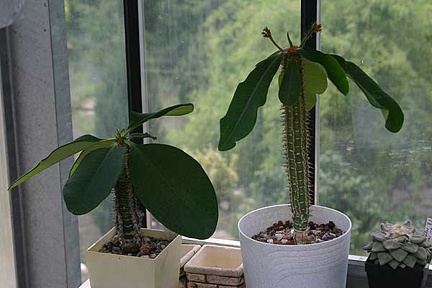 Коллекция О.В. Ильяшенко  (Донецк)