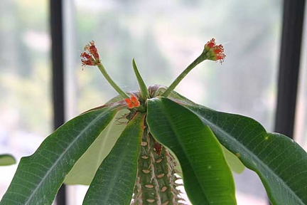 Коллекция О.В. Ильяшенко  (Донецк)