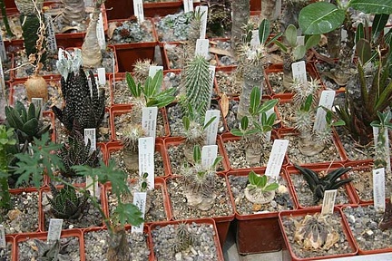 Коллекция О.В. Ильяшенко  (Донецк)