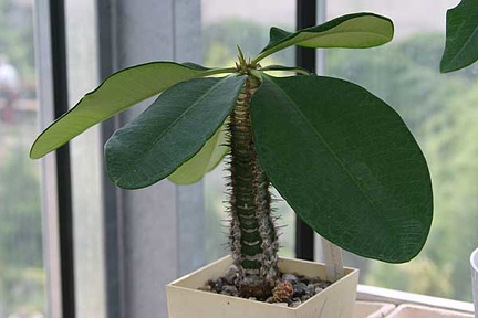 Коллекция О.В. Ильяшенко  (Донецк)