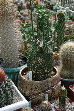 Коллекция О.В. Ильяшенко  (Донецк)