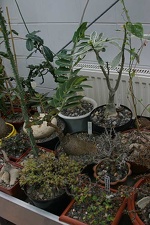 Коллекция О.В. Ильяшенко  (Донецк)