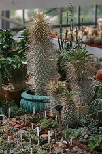 Коллекция О.В. Ильяшенко  (Донецк)