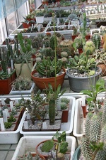 Коллекция О.В. Ильяшенко  (Донецк)