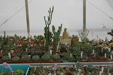 Коллекция О.В. Ильяшенко  (Донецк)