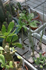 Коллекция О.В. Ильяшенко  (Донецк)