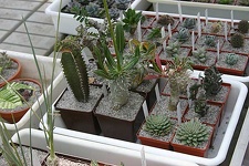 Коллекция О.В. Ильяшенко  (Донецк)