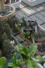 Коллекция О.В. Ильяшенко  (Донецк)