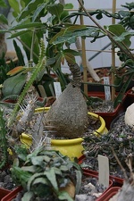 Коллекция О.В. Ильяшенко  (Донецк)