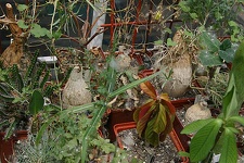 Коллекция О.В. Ильяшенко  (Донецк)