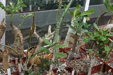 Коллекция О.В. Ильяшенко  (Донецк)