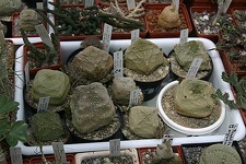 Коллекция О.В. Ильяшенко  (Донецк)